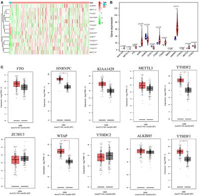 M6A RNA Methylation Regulator HNRNPC Contributes to Tumorigenesis and Predicts Prognosis in Glioblastoma Multiforme